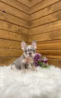 Pearl, a female French Bulldog for sale in Sugarcreek, OH – Photo 1 of 5
