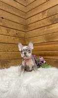 Pearl, a female French Bulldog for sale in Sugarcreek, OH – Photo 2 of 5