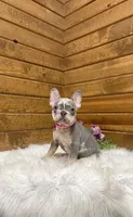 Pearl, a female French Bulldog for sale in Sugarcreek, OH – Photo 3 of 5
