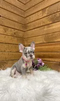 Pearl, a female French Bulldog for sale in Sugarcreek, OH – Photo 5 of 5