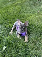 Coral, a female French Bulldog for sale in Sugarcreek, OH – 4 of 5