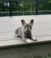 Violet , a female French Bulldog for sale in Sugarcreek, OH – 4 of 9