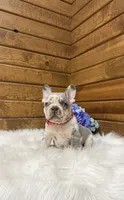 Kowen , a male French Bulldog for sale in Sugarcreek, OH – 5 of 5
