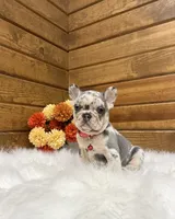 Zealand, a male French Bulldog for sale in Sugarcreek, OH – 7 of 10