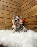 Remy, a female French Bulldog for sale in Sugarcreek, OH – 1 of 5