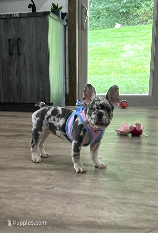 lily – French Bulldog puppy for sale in Sugarcreek, OH