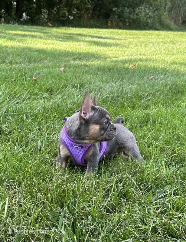 Coral – French Bulldog puppy for sale in Sugarcreek, OH