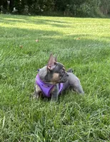 Coral, a female French Bulldog for sale in Sugarcreek, OH – 1 of 5