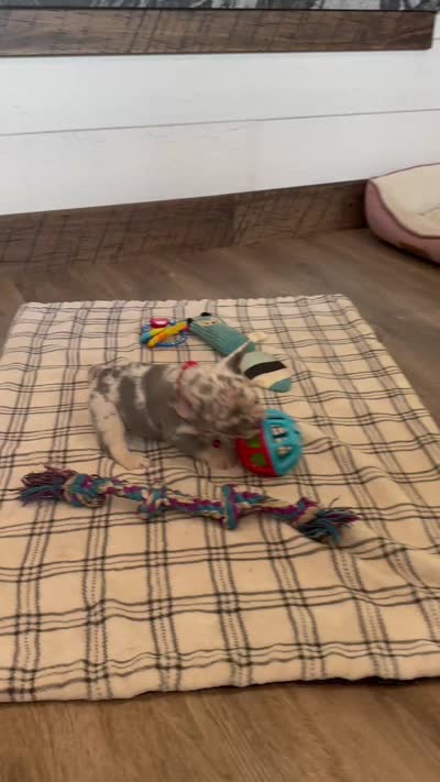 Gracie, a female French Bulldog for sale in Sugarcreek, OH – 5 of 5