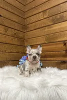 Kowen , a male French Bulldog for sale in Sugarcreek, OH – 4 of 5