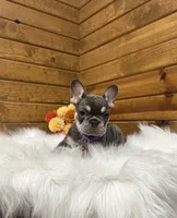 Ember, a female French Bulldog for sale in Sugarcreek, OH – 3 of 5