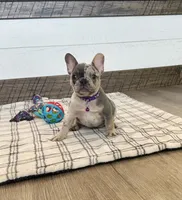 Janie, a female French Bulldog for sale in Sugarcreek, OH – 3 of 7