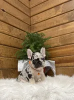 Brayden, a male French Bulldog for sale in Sugarcreek, OH – Photo 6 of 7