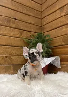 Brayden, a male French Bulldog for sale in Sugarcreek, OH – Photo 3 of 7