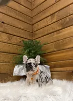 Brayden, a male French Bulldog for sale in Sugarcreek, OH – Photo 7 of 7