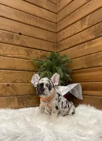 Brayden, a male French Bulldog for sale in Sugarcreek, OH – Photo 4 of 7