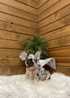 Brayden, a male French Bulldog for sale in Sugarcreek, OH – Photo 5 of 7