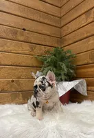 Brayden, a male French Bulldog for sale in Sugarcreek, OH – Photo 2 of 7