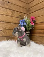 Gracie, a female French Bulldog for sale in Sugarcreek, OH – Photo 2 of 4