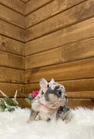 Stella, a female French Bulldog for sale in Sugarcreek, OH – Photo 1 of 4