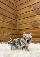 Stella, a female French Bulldog for sale in Sugarcreek, OH – Photo 4 of 4