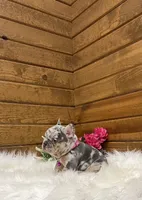 Stella, a female French Bulldog for sale in Sugarcreek, OH – Photo 3 of 4