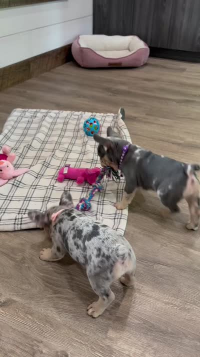 Sophie, a female French Bulldog for sale in Sugarcreek, OH – 4 of 5