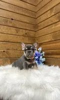 cooper, a male French Bulldog for sale in Sugarcreek, OH – 3 of 6