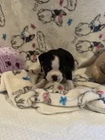 Willie, a male Boston Terrier for sale in Stanley, VA – 3 of 4