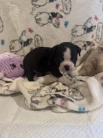 Willie, a male Boston Terrier for sale in Stanley, VA – 1 of 4