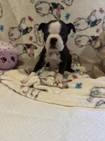 Rose, a female Boston Terrier for sale in Stanley, VA – 2 of 4