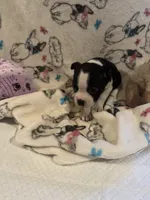Katie, a female Boston Terrier for sale in Stanley, VA – 4 of 4