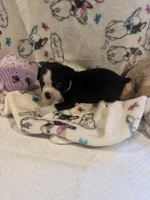 Willie, a male Boston Terrier for sale in Stanley, VA – 4 of 4