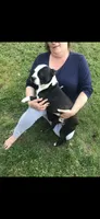 Katie, a female Boston Terrier for sale in Stanley, VA – 5 of 6