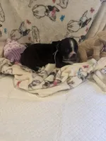 Tuff, a male Boston Terrier for sale in Stanley, VA – 3 of 3
