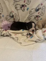 Katie, a female Boston Terrier for sale in Stanley, VA – 2 of 4
