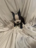Spot, a male Boston Terrier for sale in Stanley, VA – 2 of 2