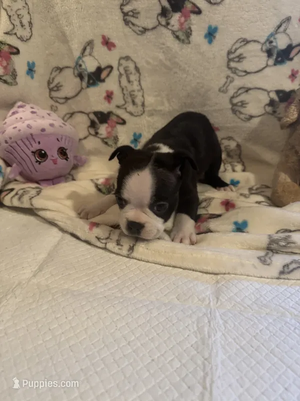 Rose – Boston Terrier puppy for sale in Stanley, VA
