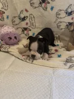 Rose, a female Boston Terrier for sale in Stanley, VA – 1 of 4