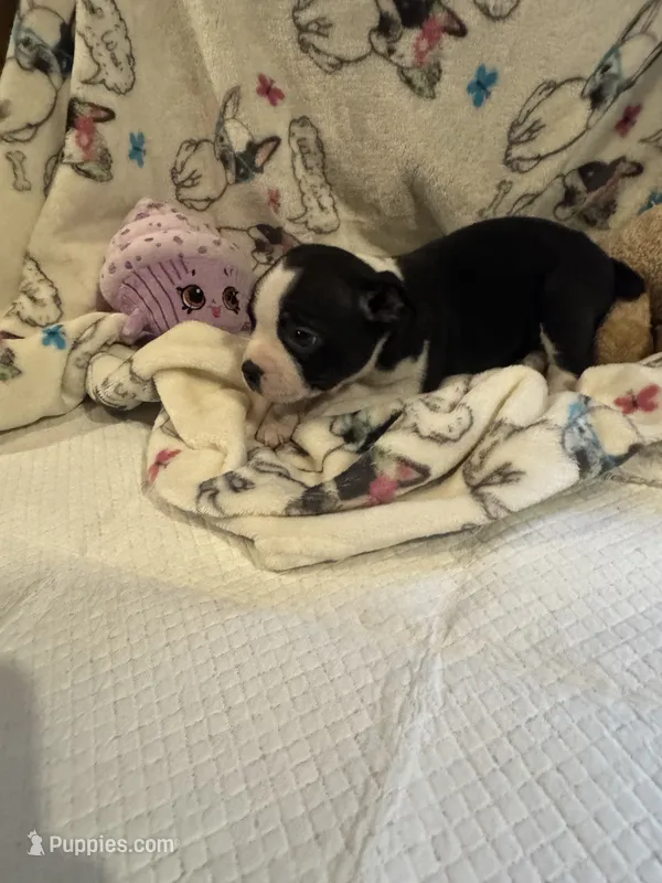 Katie – Boston Terrier puppy for sale in Stanley, VA