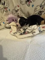 Katie, a female Boston Terrier for sale in Stanley, VA – 1 of 4