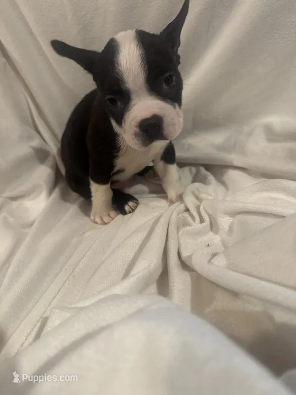Prince  – Boston Terrier puppy for sale in Stanley, VA