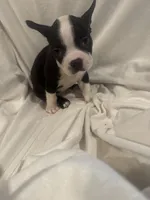 Prince , a male Boston Terrier for sale in Stanley, VA – 1 of 2