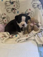 Sonny, a male Boston Terrier for sale in Stanley, VA – 2 of 4