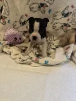 Katie, a female Boston Terrier for sale in Stanley, VA – 3 of 4