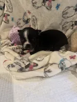 Tuff, a male Boston Terrier for sale in Stanley, VA – 1 of 3