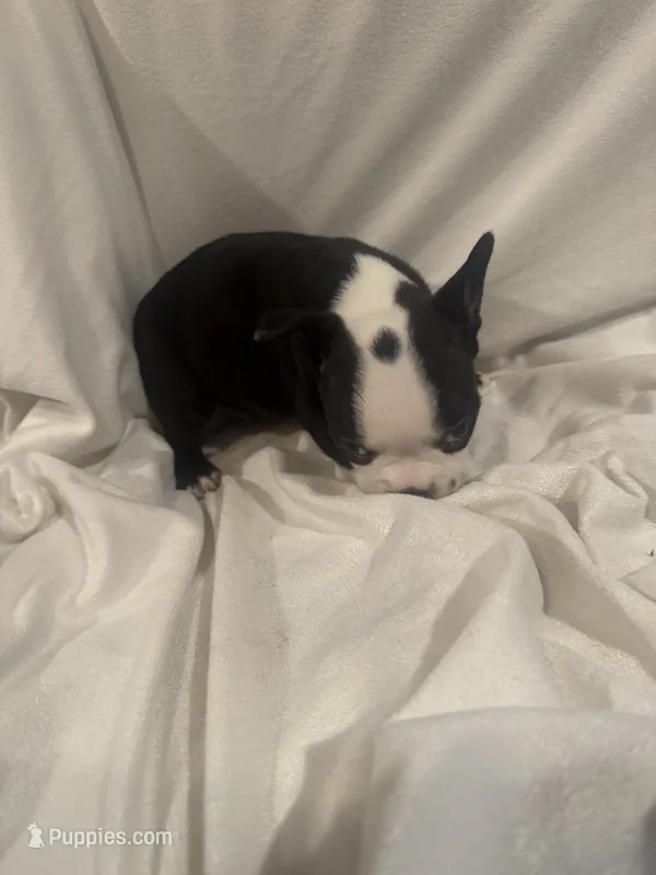 Spot – Boston Terrier puppy for sale in Stanley, VA