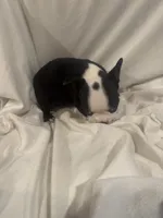 Spot, a male Boston Terrier for sale in Stanley, VA – 1 of 2