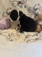 Sonny, a male Boston Terrier for sale in Stanley, VA – 4 of 4