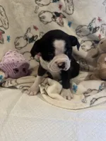 Sonny, a male Boston Terrier for sale in Stanley, VA – 3 of 4